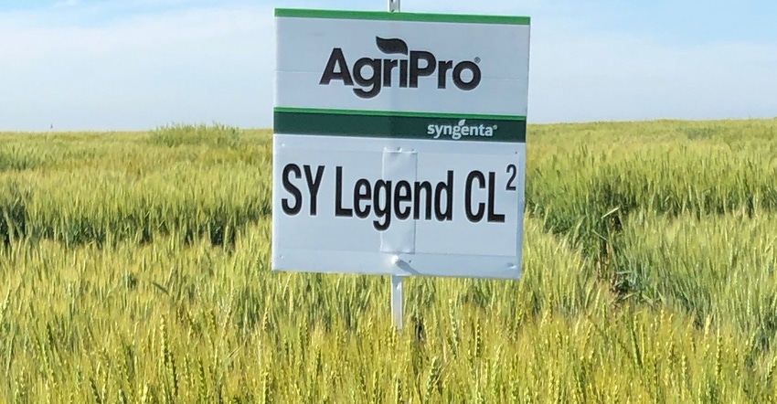 AgriPro/syngenta  sign in wheat field