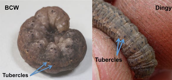 : Black cutworm (left) can be distinguished from other larvae, such as dingy cutworm (right), by the size of the dark tubercles on the back.