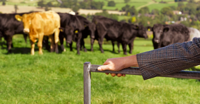 farmer opening gate for cows