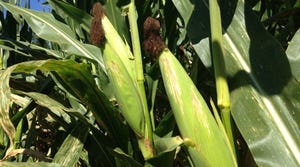 Green corn ears in a field.