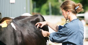 female veterenarian, checking the abdomen of a cow