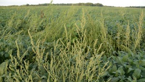 weeds in a crop field