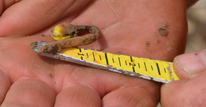 would-be soybean seedling was cut before it ever emerged from the ground