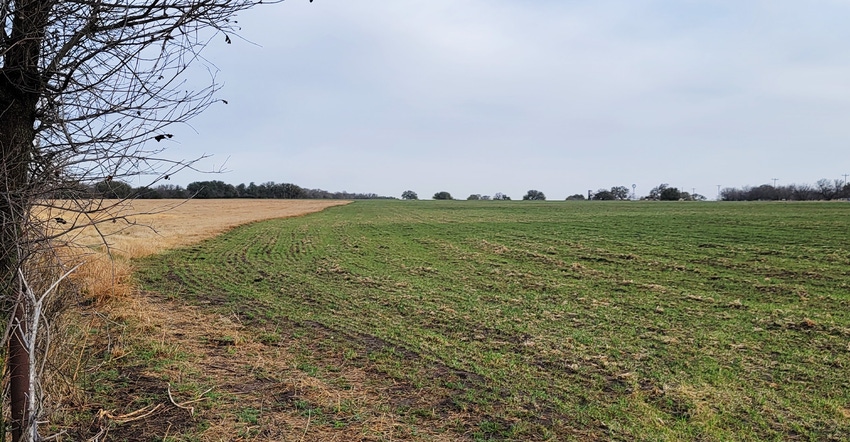 swfp-shelley-huguley-wheat-central-texas.jpg