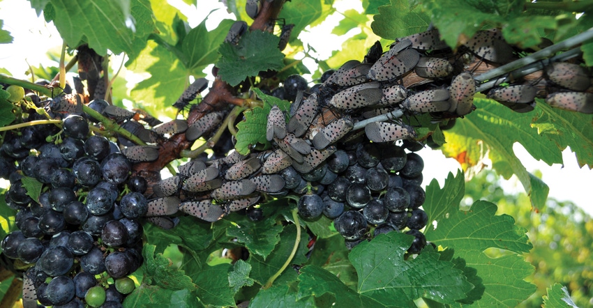 Spotted lanternflies feeding on a grapevine