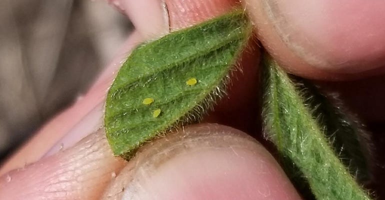 soybean aphid nymphs 