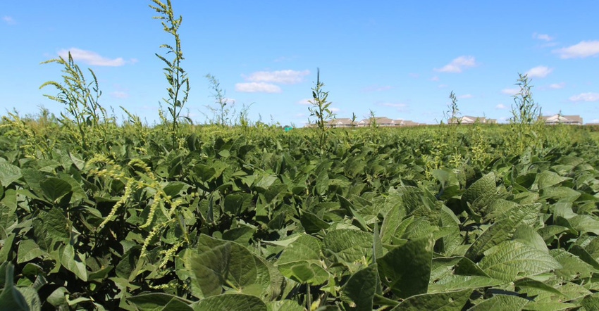 closeup of weeds in field