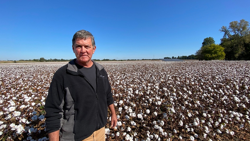 Man stands in cotton field
