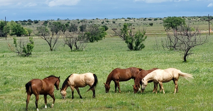 swfp-shelley-huguley-horses-grazing.jpg