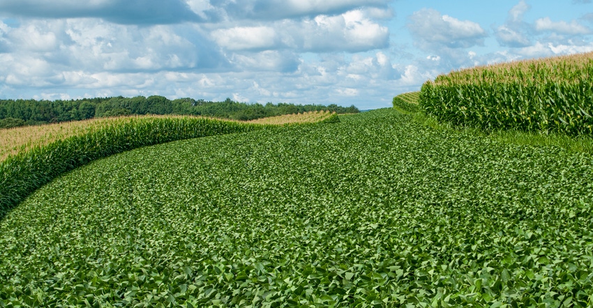 Alternating contour strips of soybeans and corn against a sunny blue sky with clouds