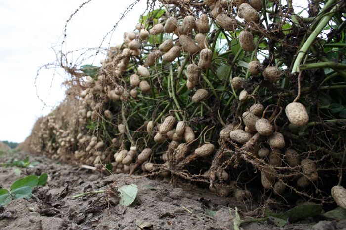 Peanut Maturity Varies Widely Across Florida Panhandle