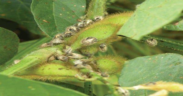 Controlling kudzu bugs can boost soybean yields