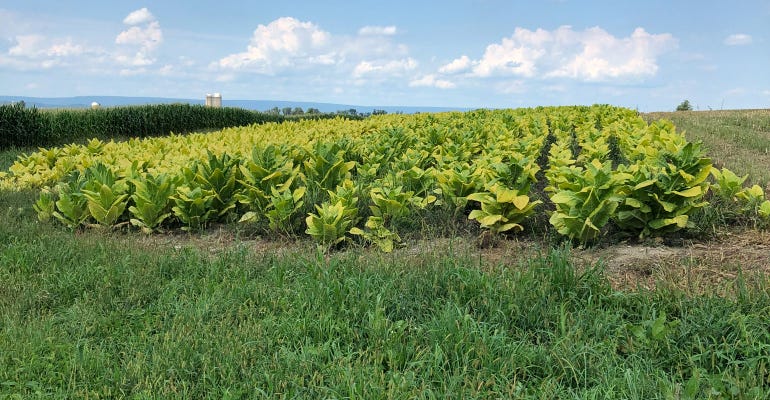 View of tobacco crop