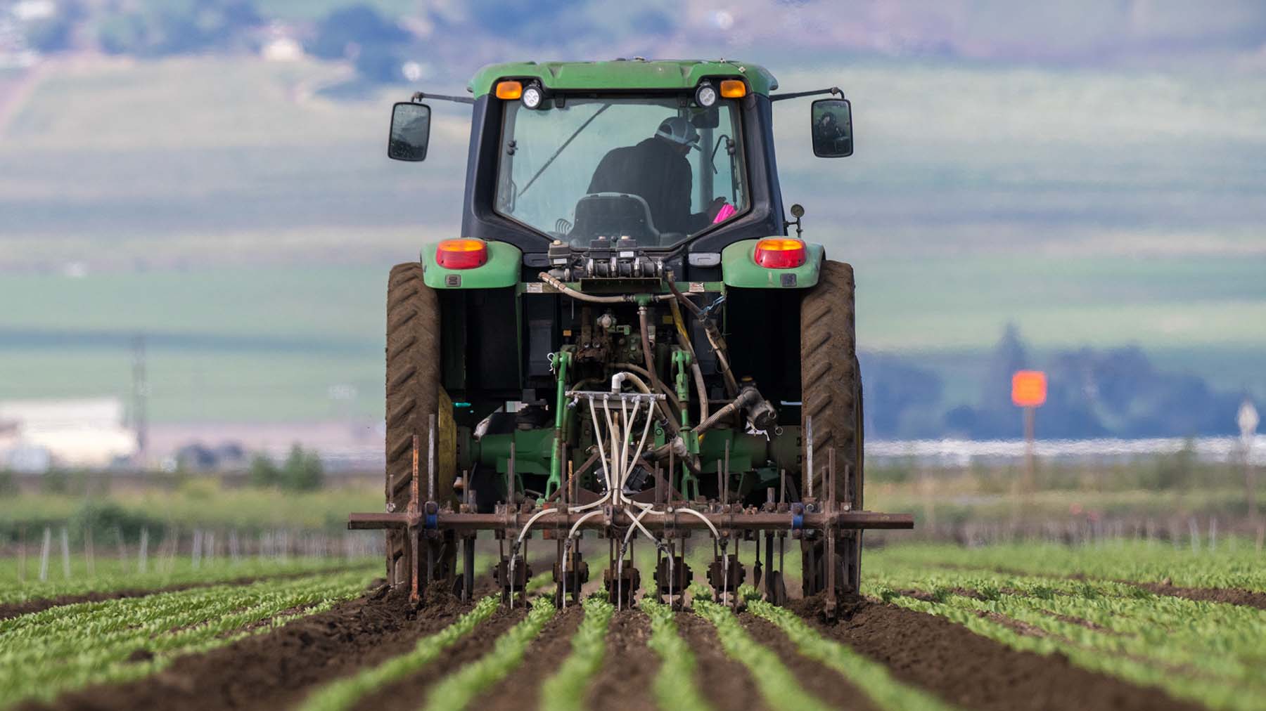 A tractor drips nitrogen fertilizer onto rows of romaine lettuce