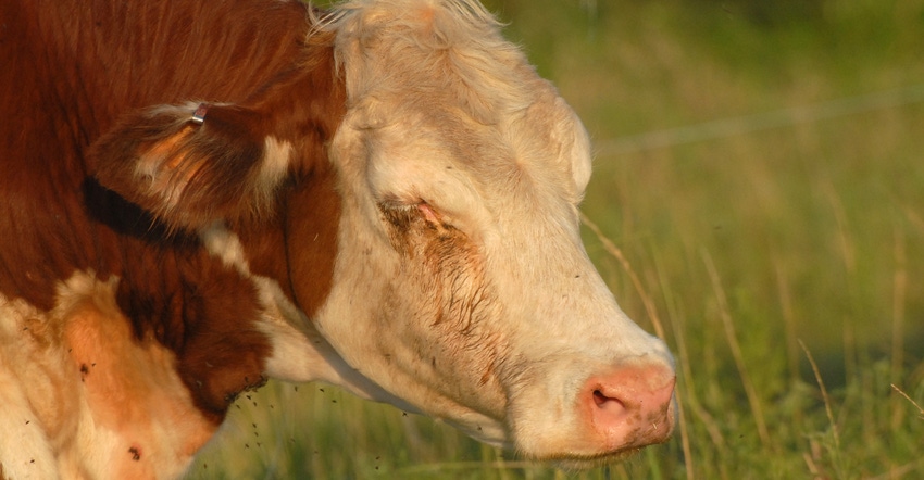 cow covered in flies