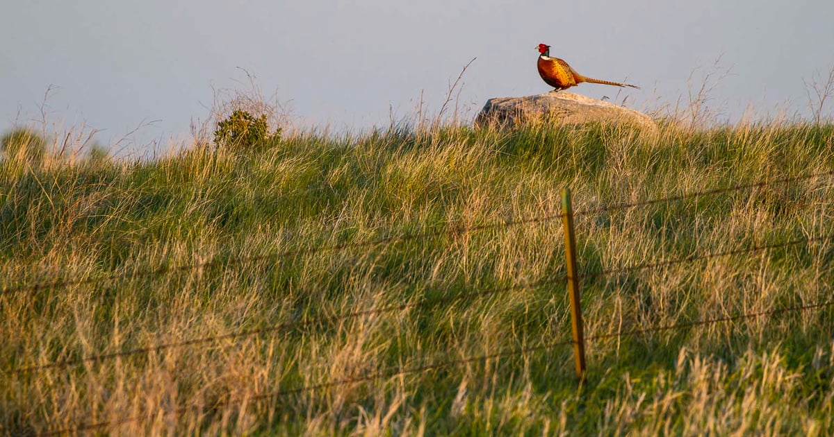 Insects are indicator of rangeland health
