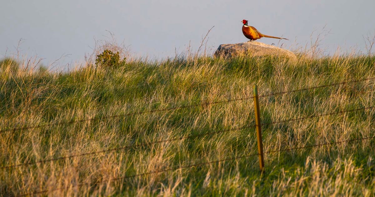 Insects Rangeland Insects are indicator of rangeland health