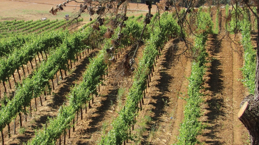 Sonoma County vineyard
