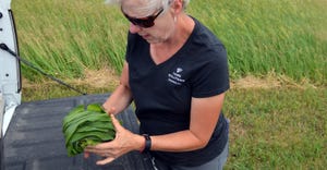 Betsy Bower pulling back corn leaves