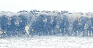 livestock-snow-texas.jpg