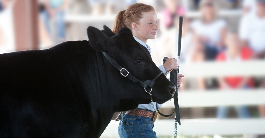 Girl showing cow at fair