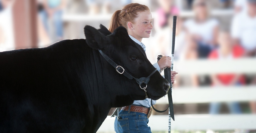 Girl showing cow at fair Girl showing cow at fair