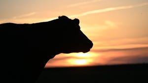 Silhouette of cow at sunset