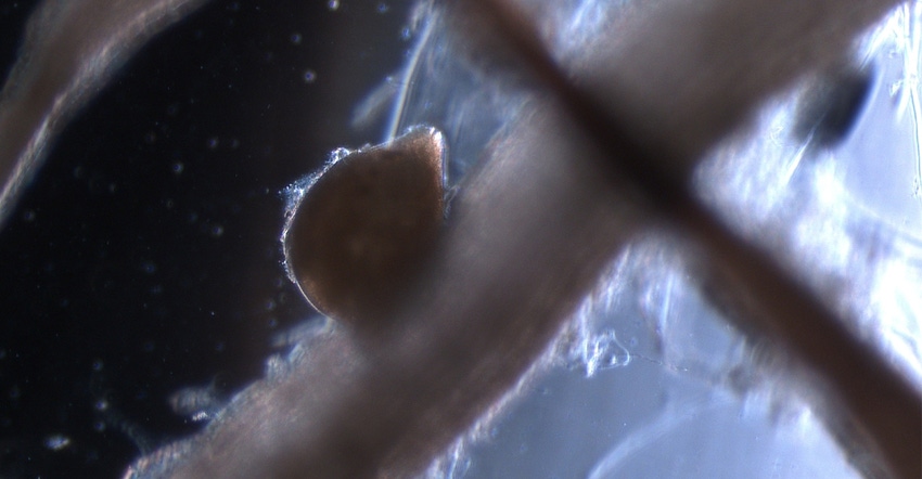 This photo shows a mature soybean cyst nematode attached to a soybean plant root. 