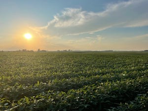 soybeans-sunset-koukol-IMG_4554.jpg