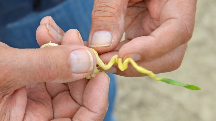 fingers inspecting corn seedling with corkscrewing roots