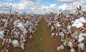 cotton-fields-staff-dfp-4722.jpg