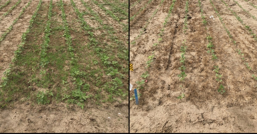 Both photos were taken at V1. The photo on the left had not received a pre-treatment, while the photo on the right did receiv Both photos were taken at V1. The photo on the left had not received a pre-treatment, while the photo on the right did receiv