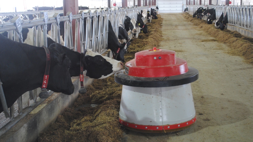 Cows in barn using a robotic milking system