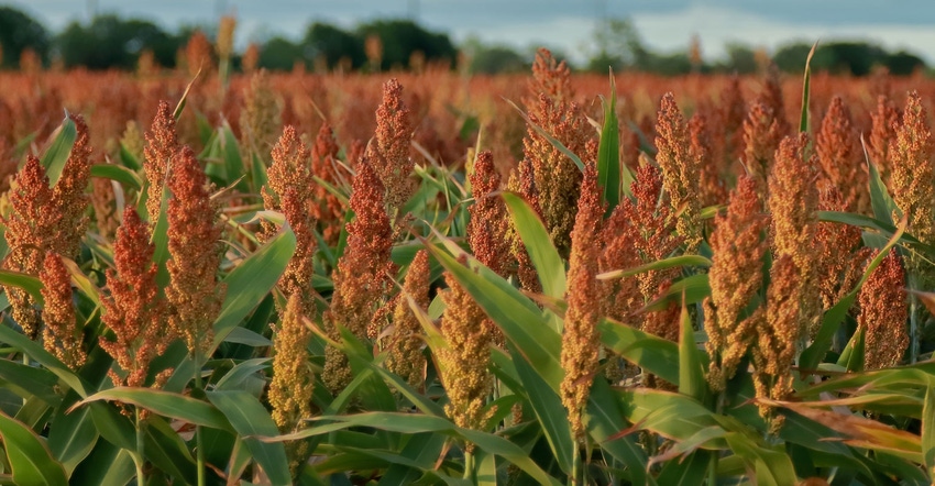 Healthy growing crop of sorghum