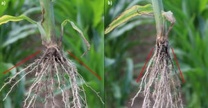 healthy vs. unhealthy cornstalk roots