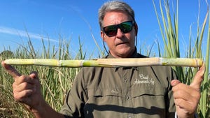 Chad Hanks Sugarcane