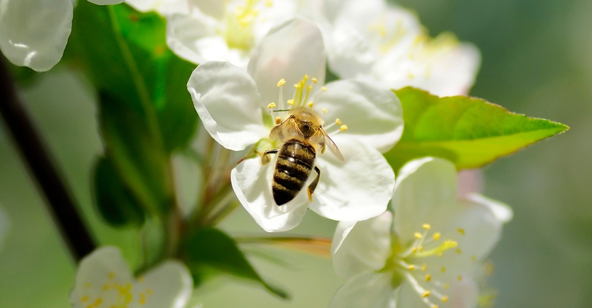 bee resting on flower