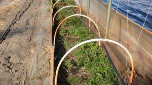 carrots growing in a high-tunnel greenhouse 