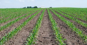 Young corn plants emerge from an Iowa field
