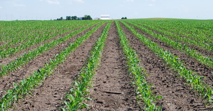Young corn plants emerge from an Iowa field