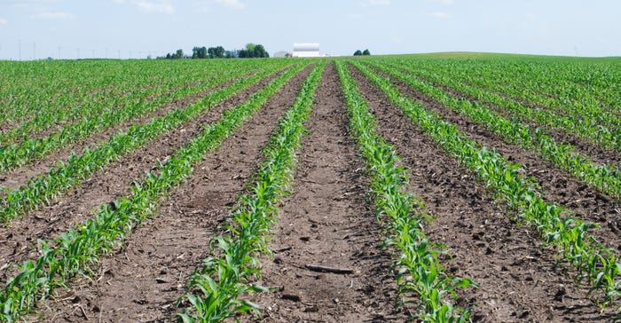 Young corn plants emerge from an Iowa field Young corn plants emerge from an Iowa field