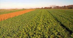 Field view of cover  crops