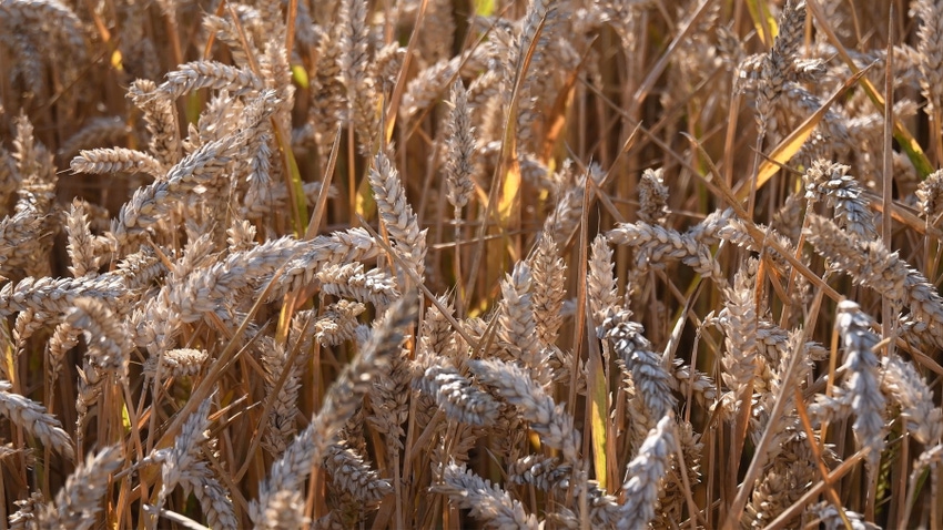 wheat with ripe grains