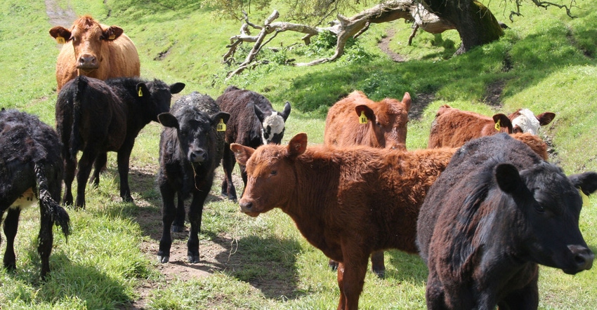 Cattle graze in hilly pasture