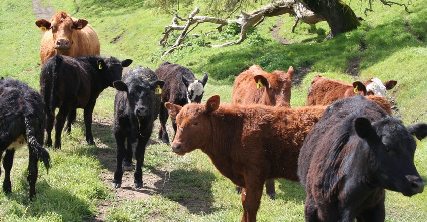 Cattle graze in hilly pasture Cattle graze in hilly pasture