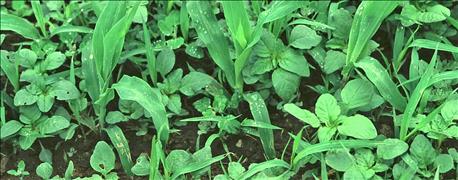 herbicide_resistant_weeds_are_doing_1_636078110914004072.jpg