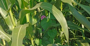 morningglory flower peeking out from cornstalks