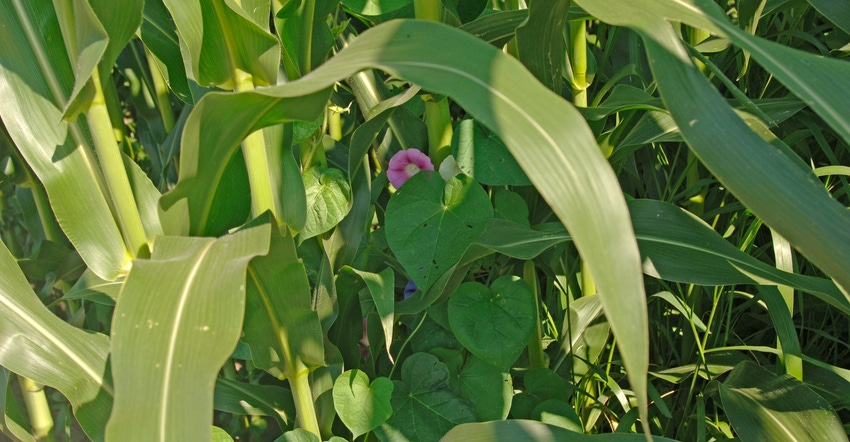 morningglory flower peeking out from cornstalks morningglory flower peeking out from cornstalks