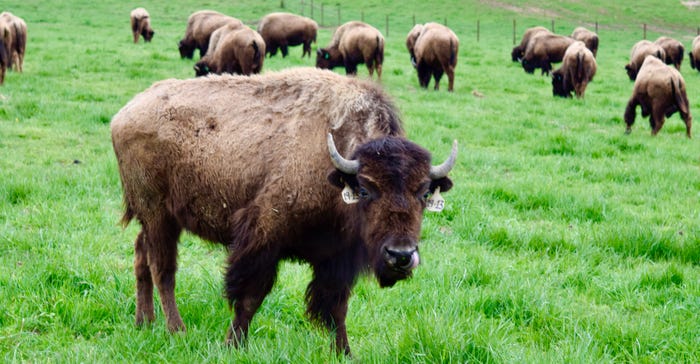 Bison grazing in pasture