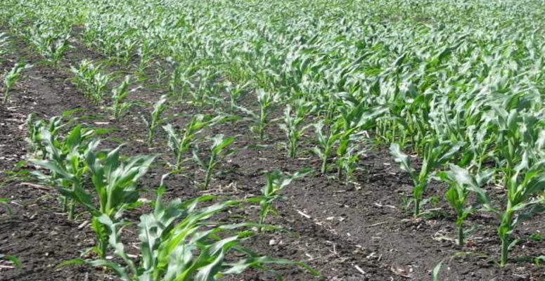 Considerations When Planning Early Fungicide Applications